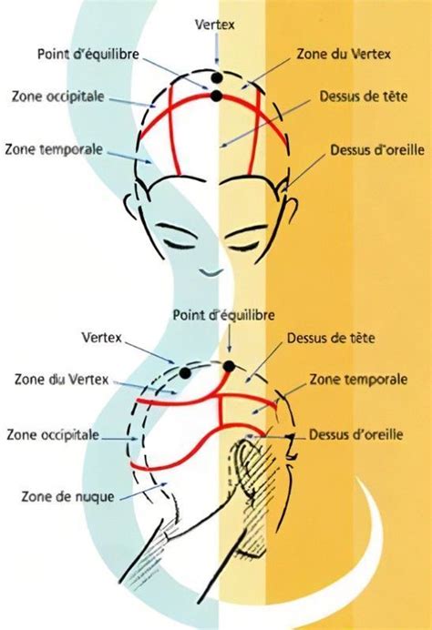 Schéma illustrant les différentes zones de brossage et les types de peignes recommandés selon la densité du poil