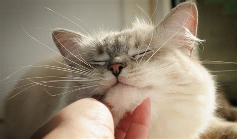 Un chat calme recevant une séance de brossage doux dans un environnement familier pour renforcer le lien avec son propriétaire