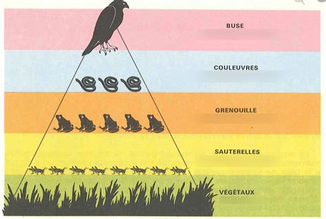 Infographie comparant la niche écologique d'une espèce animale et la recherche de la 