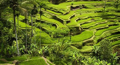 Rizières en terrasses de Bali