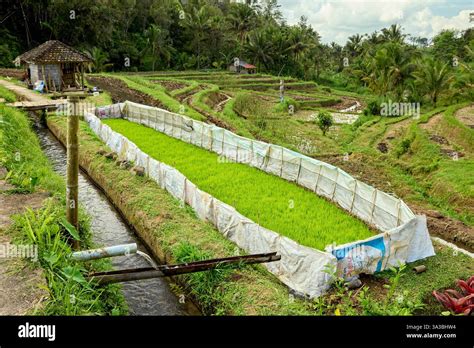 Réseau d'irrigation Subak