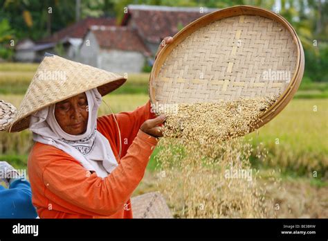 Récolte du riz par les femmes balinaises