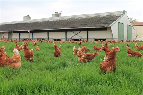 Image de poules pondeuses bio en plein air à la ferme des Trois Petits Crapauds