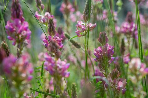 Sainfoin en fleur