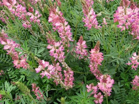 Semis de sainfoin