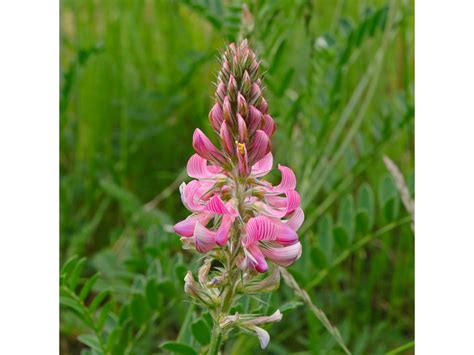 Sainfoin séché en andains