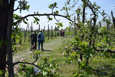 Vergers en fleurs dans la vallée du Rhône