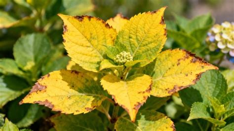 Hortensia flétri et feuilles jaunes