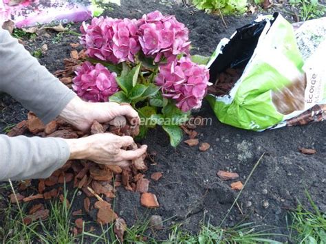 Paillage au pied d'un hortensia