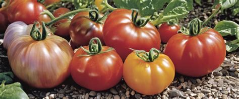 Photo de graines de différentes variétés de tomates anciennes