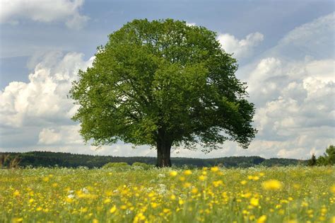 Silhouette majestueuse d'un chêne rouvre adulte dans un paysage