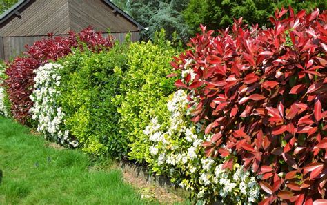 jardin paysager avec une haie variée