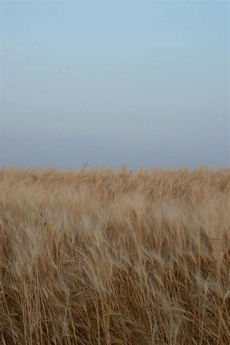Champ de chanvre cultivé sous un ciel bleu clair