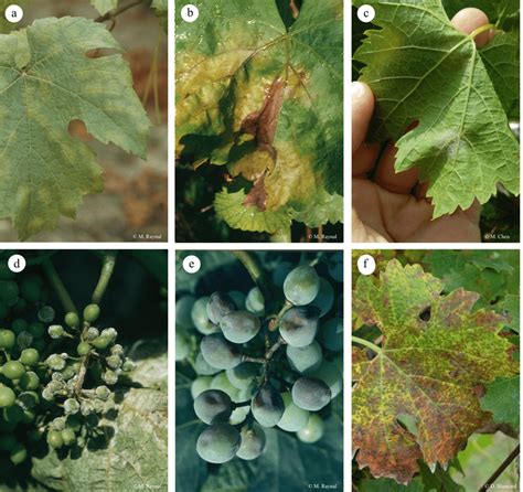 Symptômes du mildiou sur les feuilles et les grappes de vigne