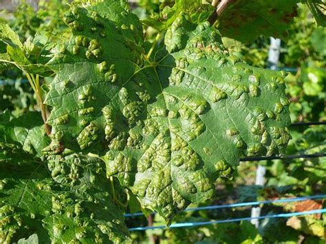 Symptômes de l'érinose sur les feuilles de vigne