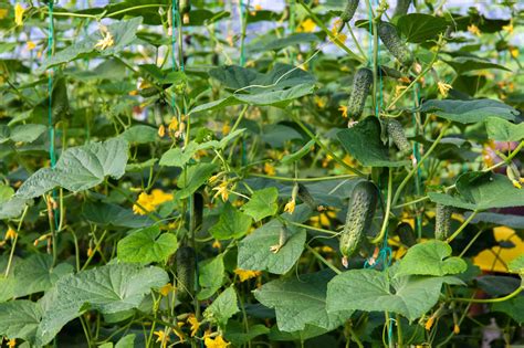 Plan détaillé des différentes étapes de la culture du cornichon au potager