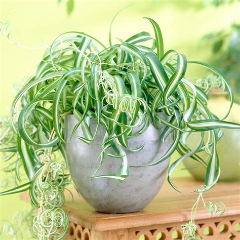 Plante araignée en pot