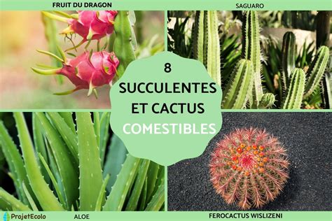 Infographie comparant les caractéristiques des cactus et des succulentes