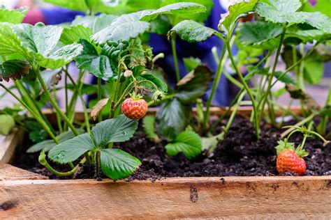Enfant récoltant des fraises dans un carré potager