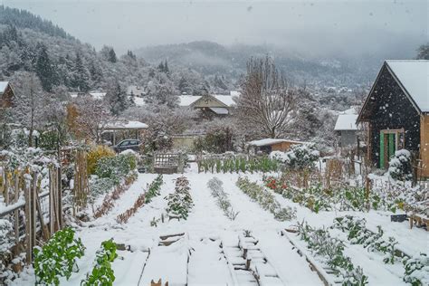 jardin potager sous la neige en hiver