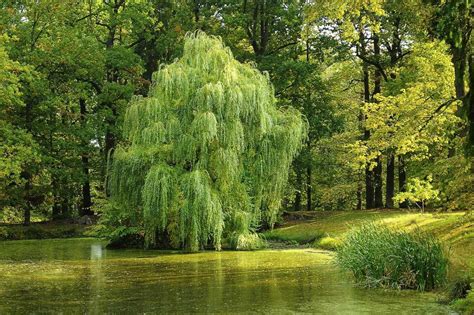 Illustration d'un saule majestueux au bord d'une rivière