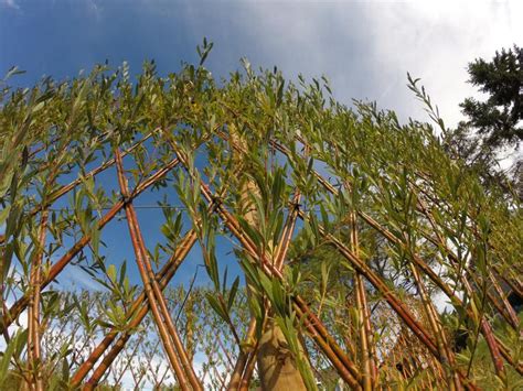 Schéma explicatif du tressage en losange pour une haie de saules