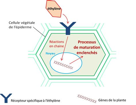 Schéma du processus de maturation des fruits climactériques avec éthylène