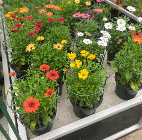 Osteospermum en fleur