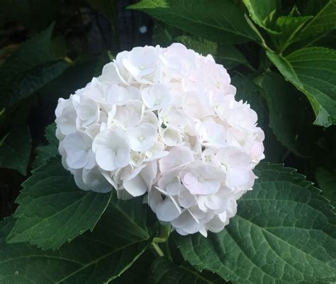 Hortensia à grandes feuilles infesté de pucerons noirs