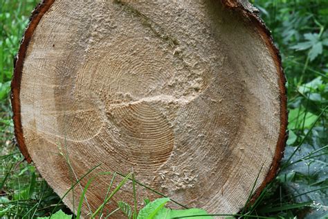 Bande de glue sur un tronc d'arbre