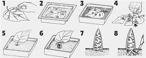 Schéma des différentes étapes du bouturage