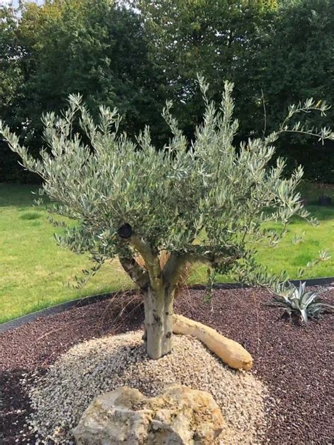 Olivier en pleine croissance dans un paysage méditerranéen
