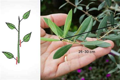 Préparation d'une bouture d'olivier : coupe nette et effeuillage partiel