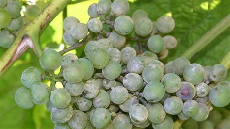 Grappe de raisin affectée par l'oïdium