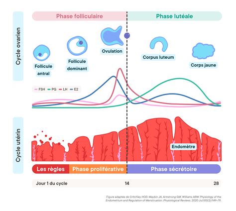 Schéma illustrant les différentes phases du cycle de l'oïdium et les points d'intervention