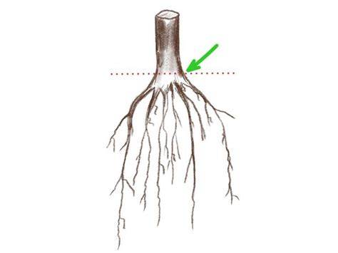 Schéma de l'identification de l'anneau du collet sur un jeune plant