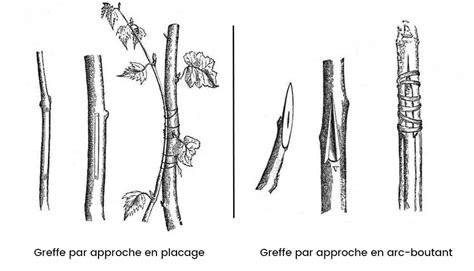Illustration des étapes de la greffe en fente