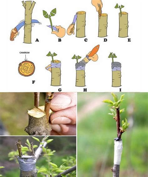 Arbre bonsaï avec une greffe de branche réussie, parfaitement intégrée