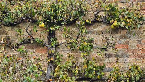 Vue aérienne des jardins et des poiriers en espalier