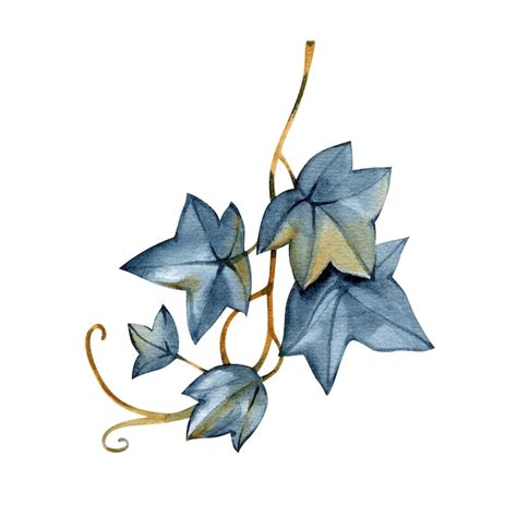 Illustration botanique détaillée de Hedera helix montrant ses feuilles alternes et ses crampons agrippants sur une écorce