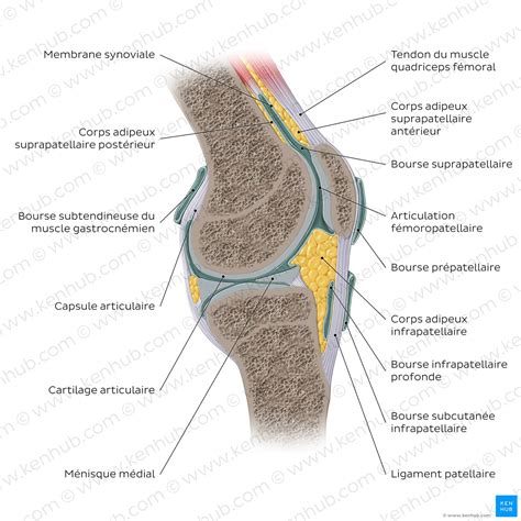 Schéma illustrant l'articulation entre le terrain professionnel et le centre de formation dans le parcours d'alternance