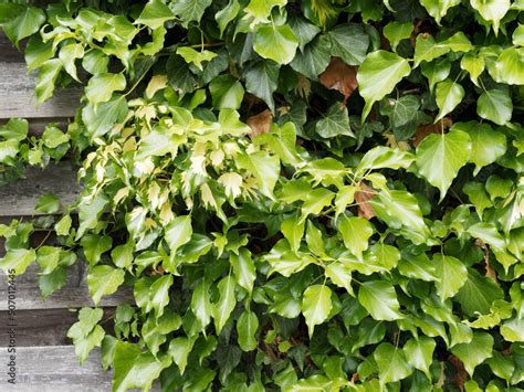 Lierre de Colchide aux grandes feuilles