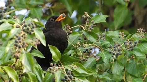 Baies de lierre consommées par des oiseaux