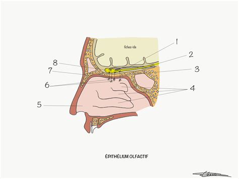Cavité nasale avec épithélium olfactif