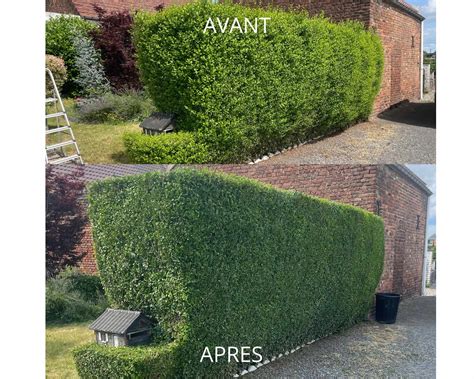 Exemple de ramification après taille en vert