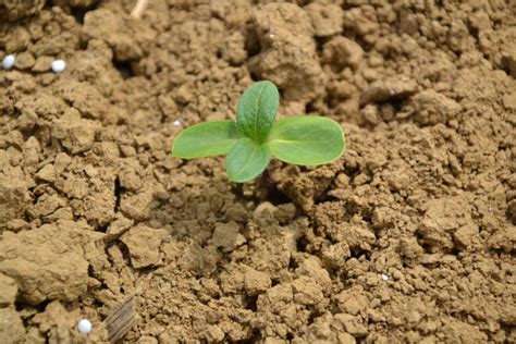 Champ de tournesol au stade de jeune plantule