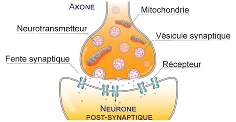 Molécule de cyperméthrine et son action sur un neurone d'insecte