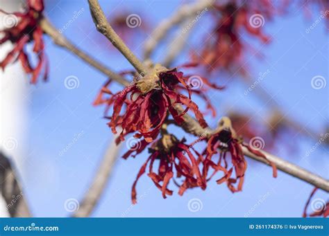 Hamamelis in winter bloom