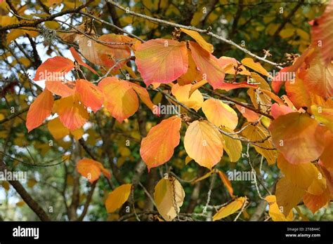 Autumn foliage of Hamamelis
