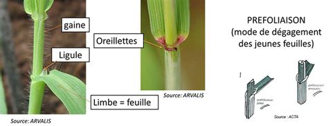 schéma illustrant la division d'une souche de graminée au printemps